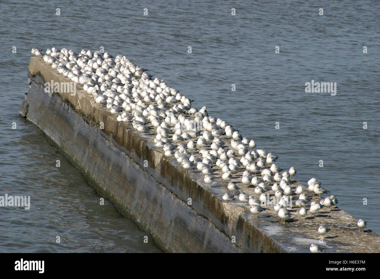 Large flock of seagulls at Lake Erie, Ohio, USA Stock Photo Alamy