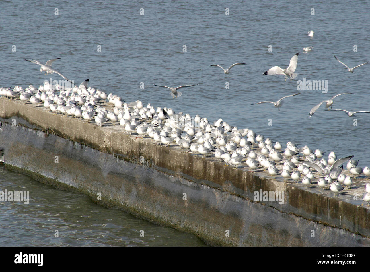 Large flock of seagulls at lake Erie, Ohio, USA Stock Photo Alamy