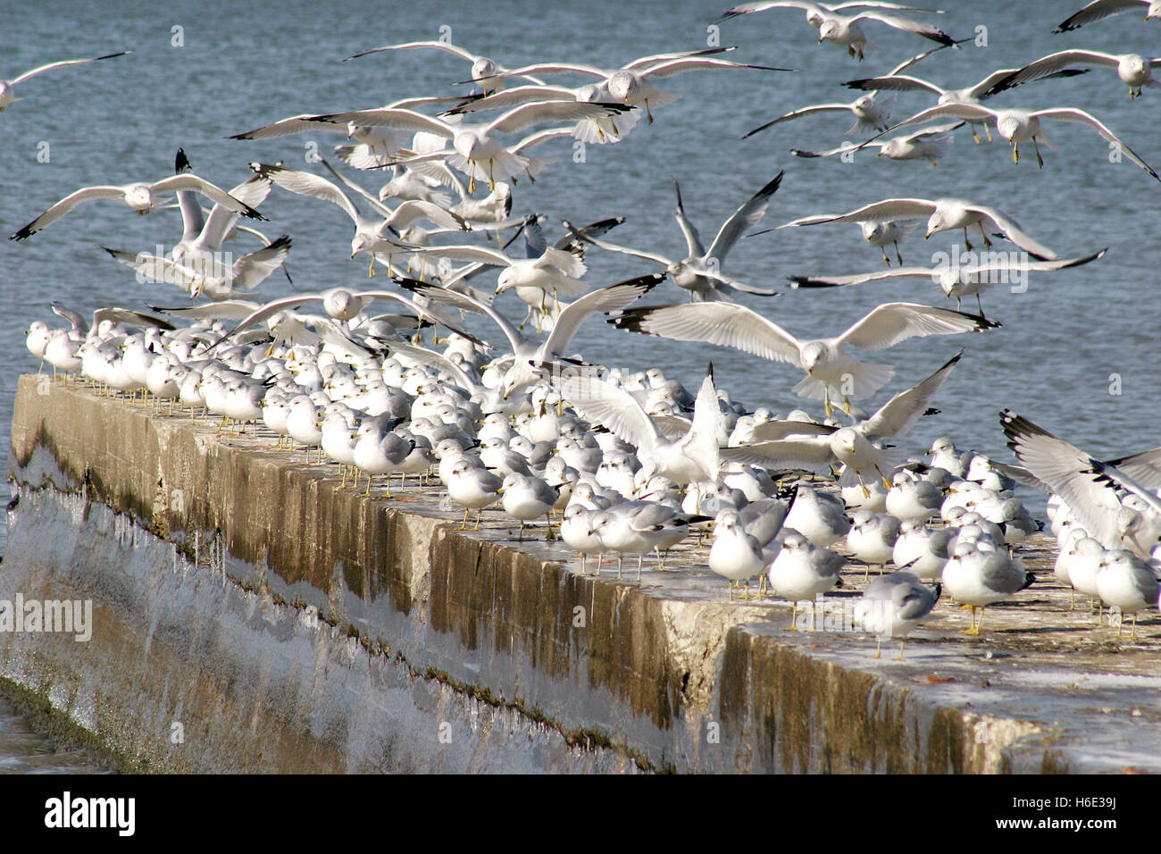 Large flock of seagulls at lake Erie, Ohio, USA Stock Photo Alamy