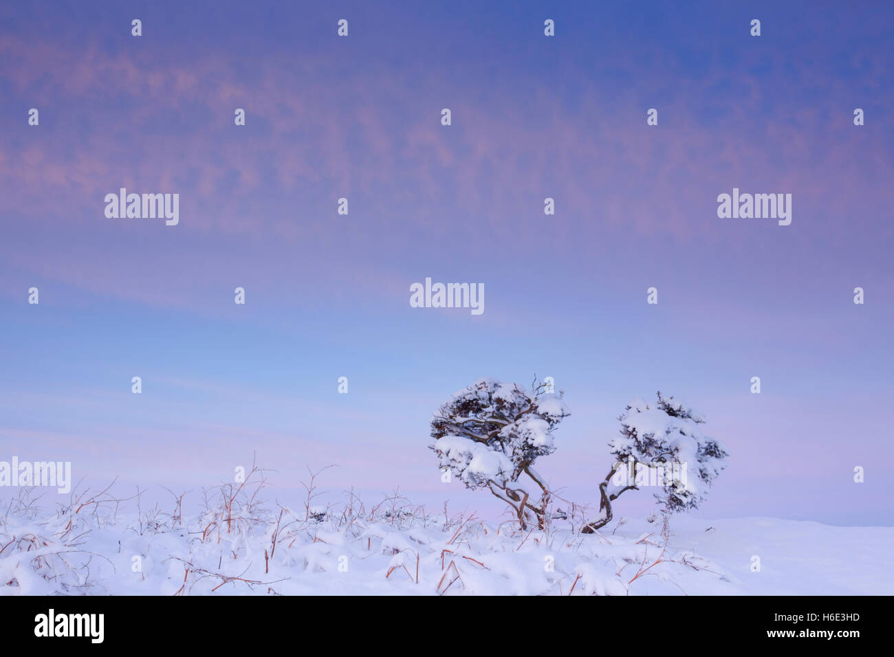 Two small twisted shrubs on moorland during winter with snow on the ground underneath a colourful dawn sky Stock Photo