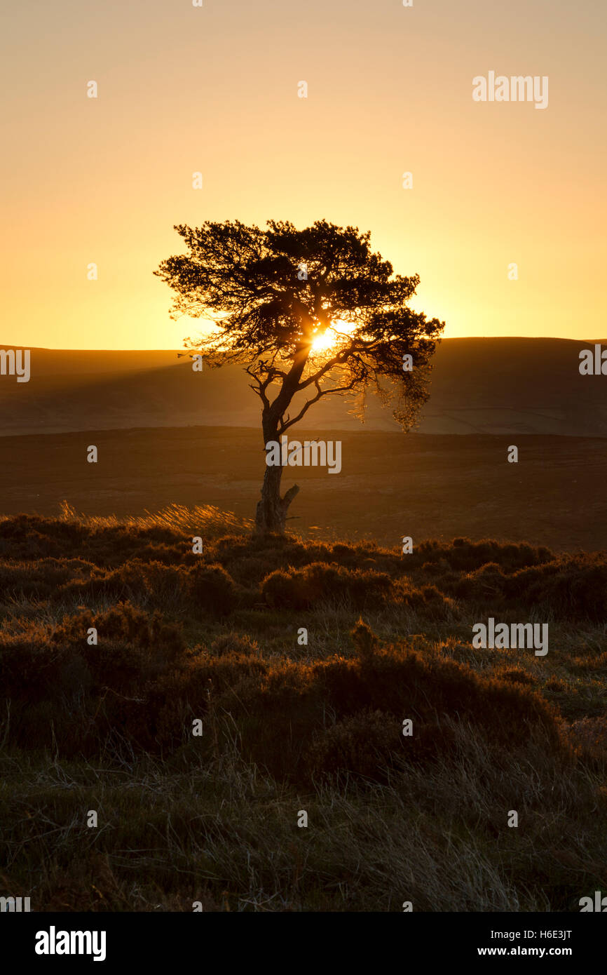 Golden glowing sunrise over Westerdale Moor in the North York Moors national park with a Scots pine tree in silhouette Stock Photo