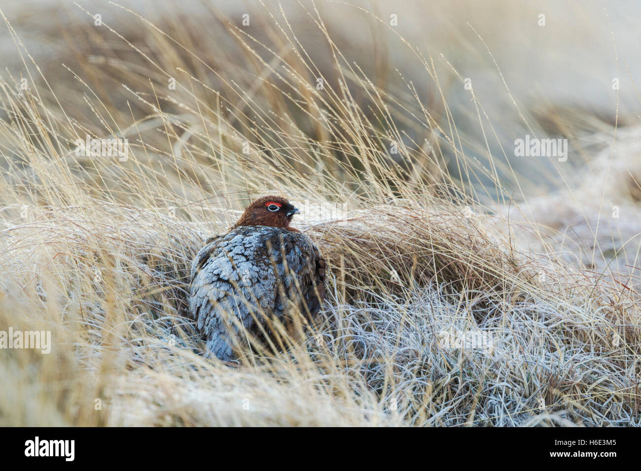 Red grouse, Latin name Lagopus lagopus scotica, among frosted rough grasses, sitting with frost on its back Stock Photo