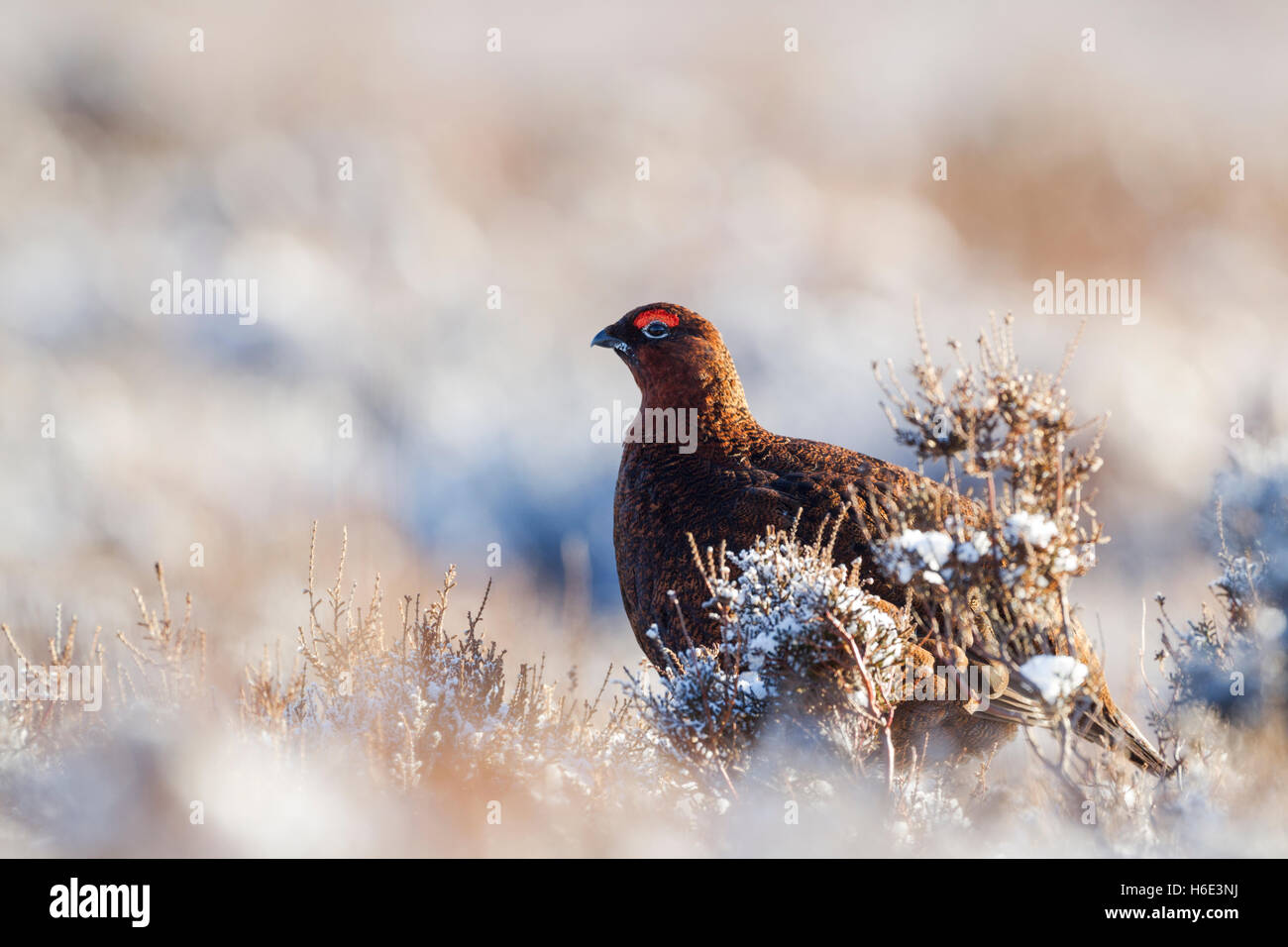 Male red grouse, Latin name Lagopus lagopus scotica, standing among snow covered heather Stock Photo