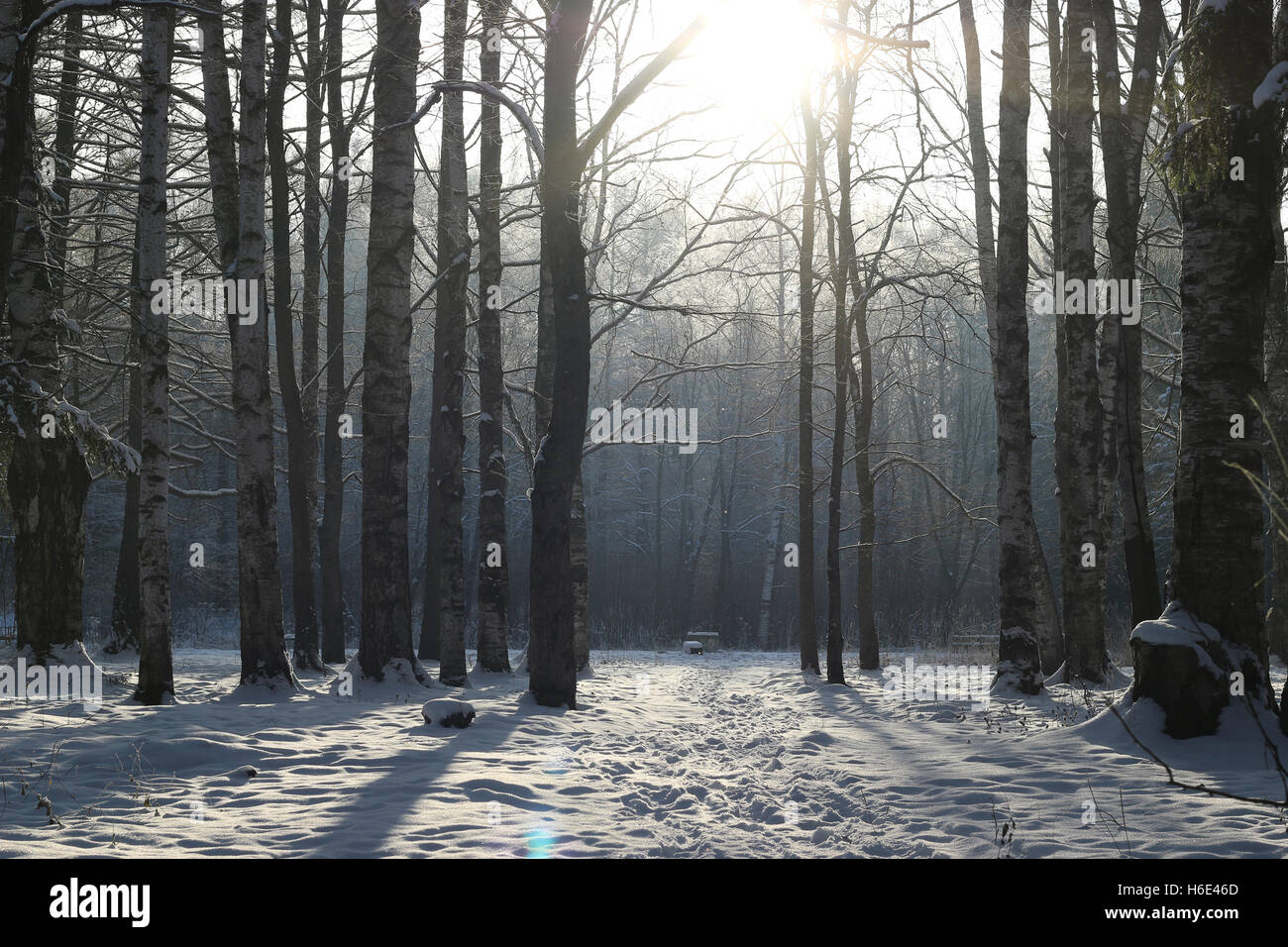 Winter tree forest Stock Photo - Alamy