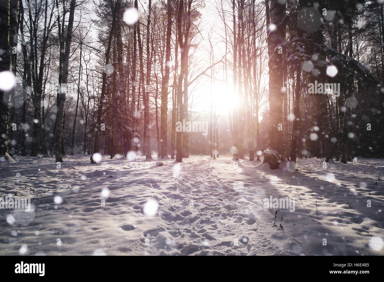 Winter tree forest Stock Photo - Alamy