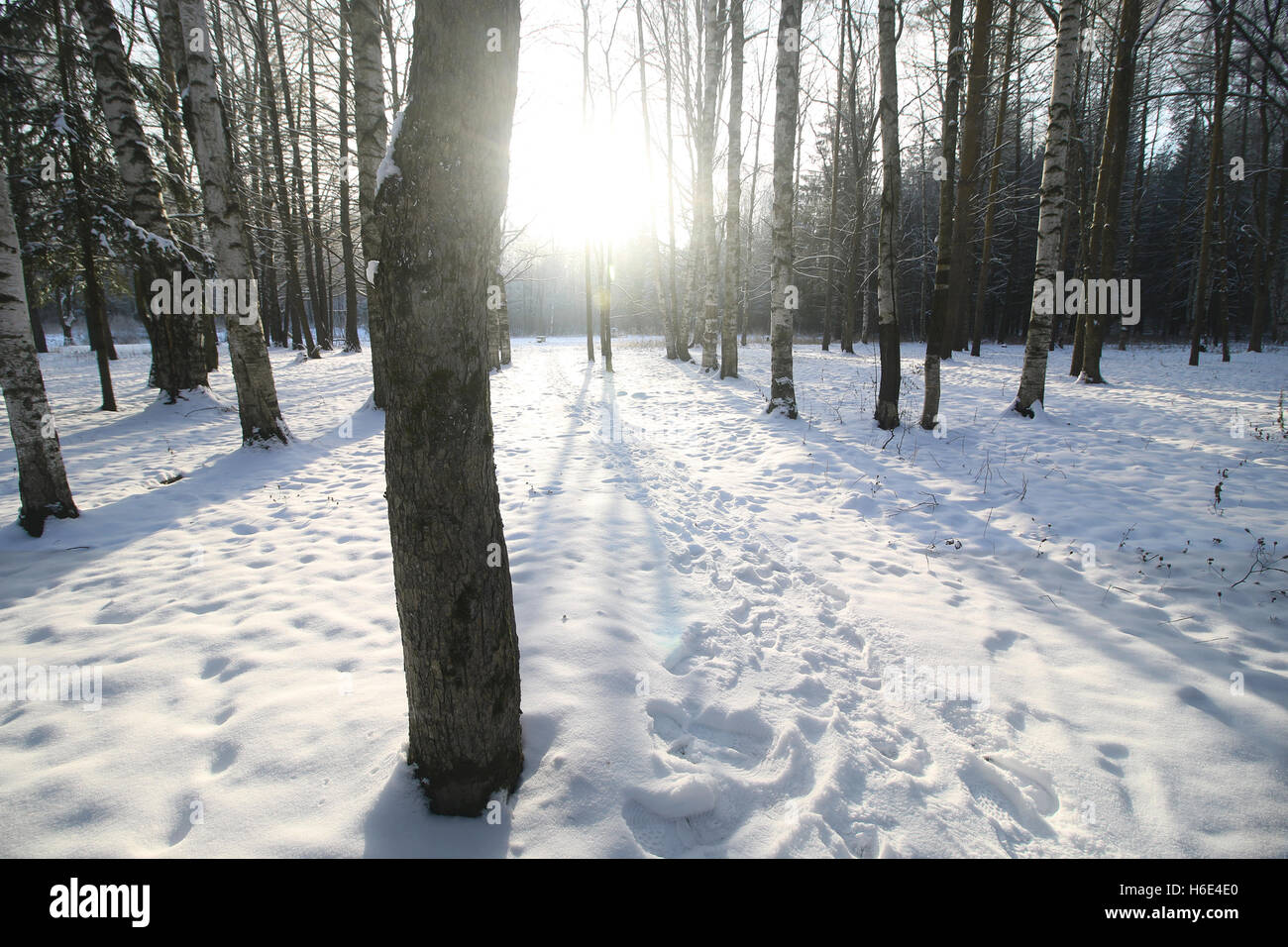 Winter tree forest Stock Photo - Alamy
