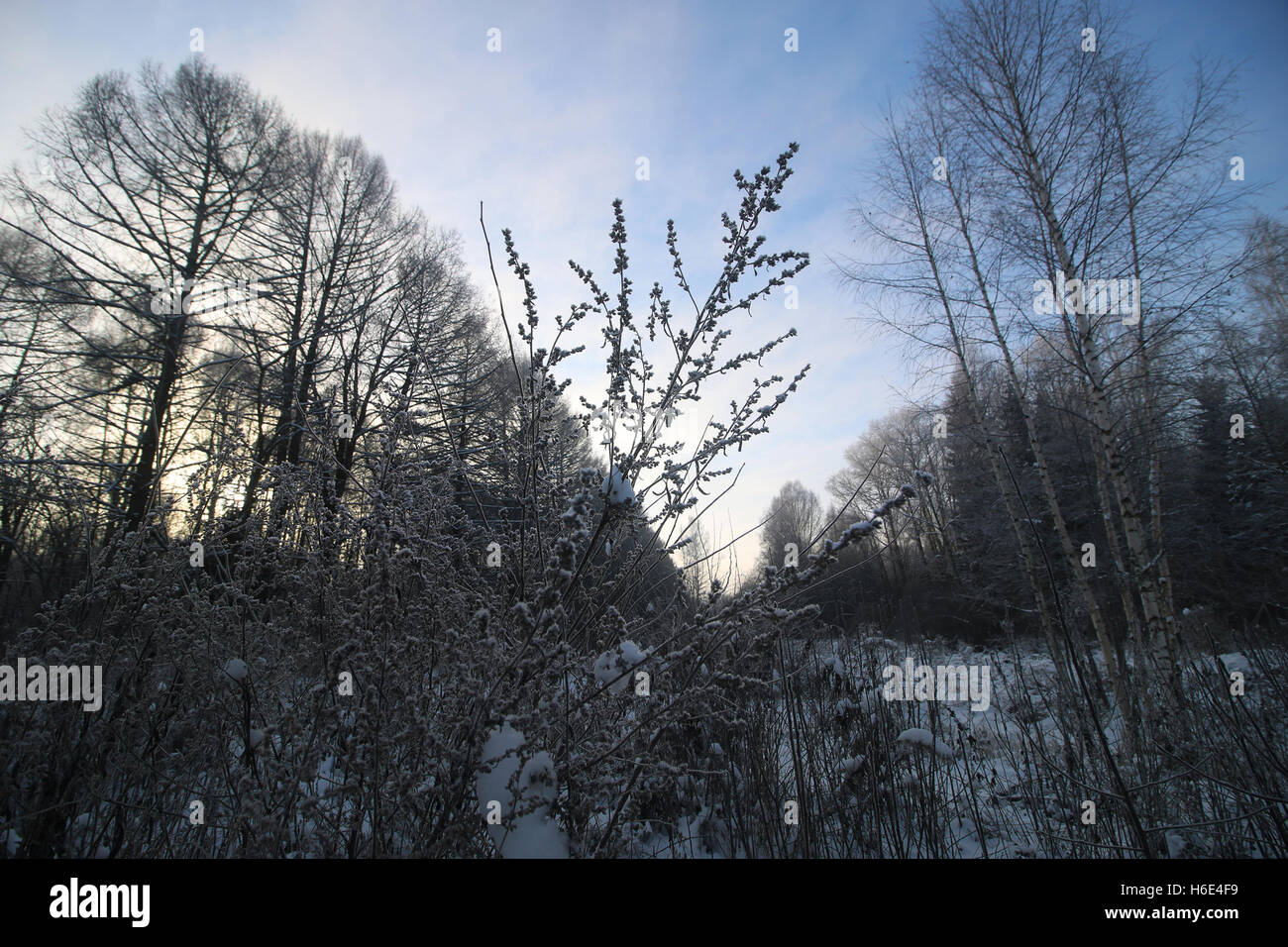 Winter tree forest Stock Photo - Alamy