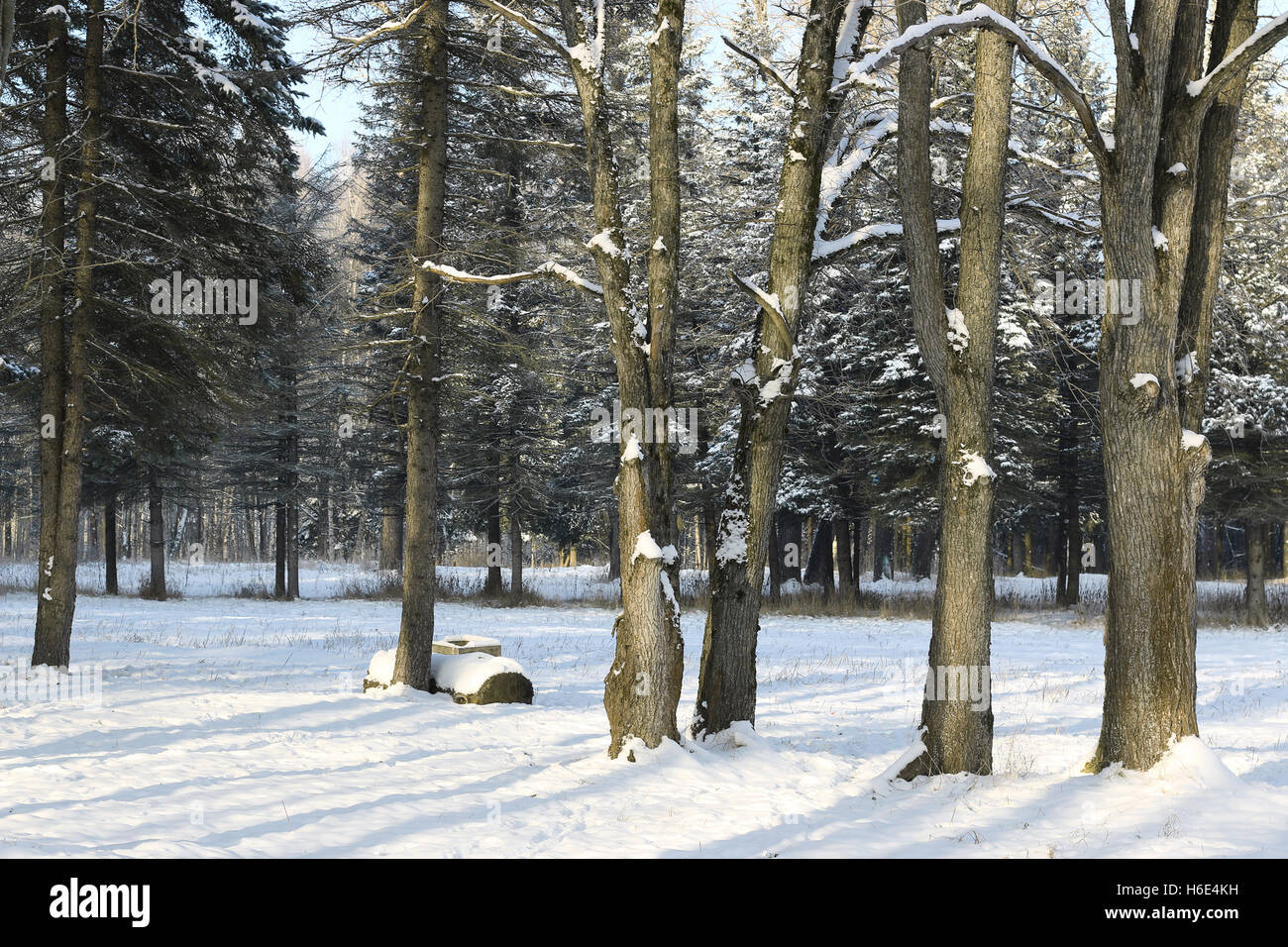 Winter tree forest Stock Photo - Alamy
