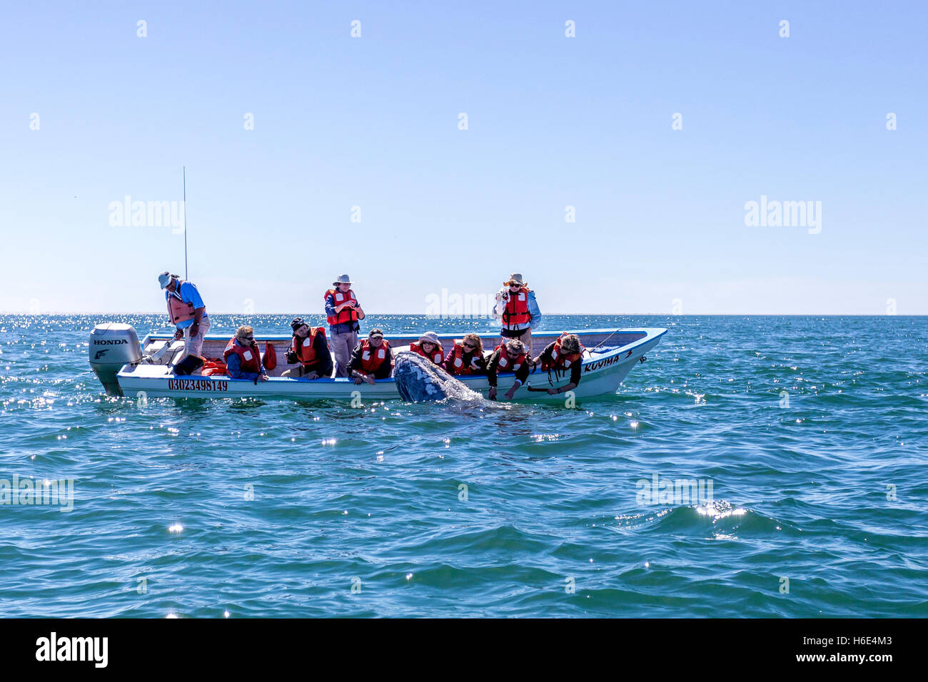 A Grey Whale approaches a boatload of tourists in San Ignacio lagoon, Baja, Mexico Stock Photo