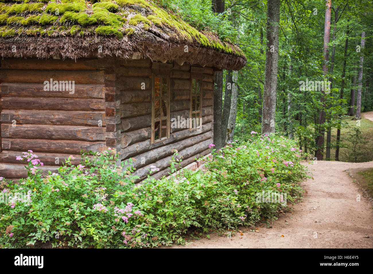 Russian forest with old wooden house fragment and walking lane in ...