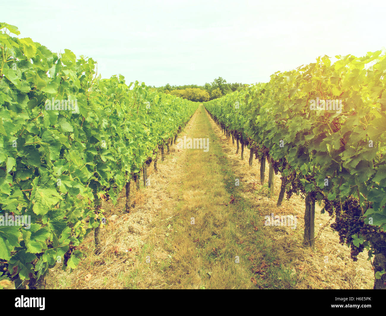 Bunches of cabernet sauvignon grapes growing in a vineyard in Bordeaux region, France. Stock Photo