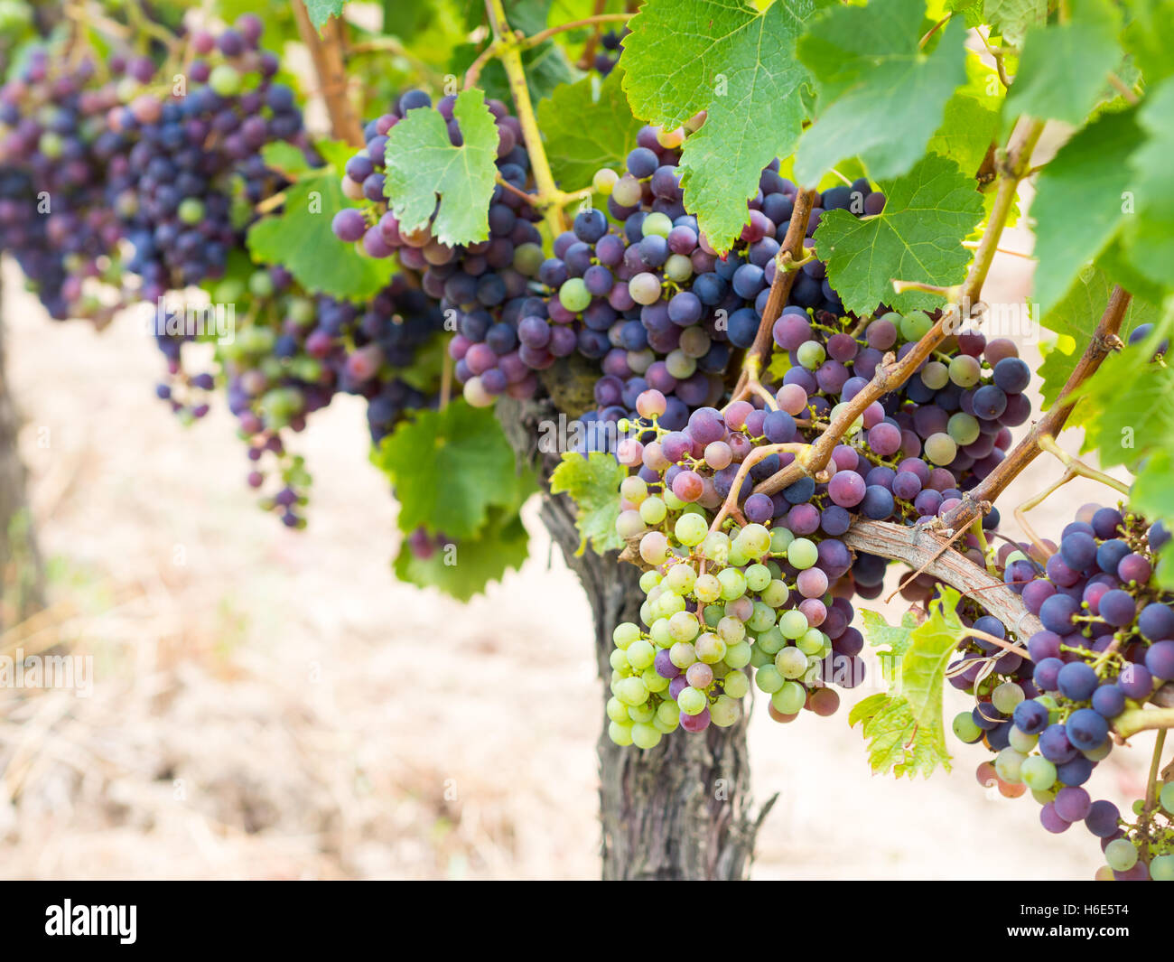 Bunches of sauvignon grapes growing in a vineyard in Bordeaux region, France Stock