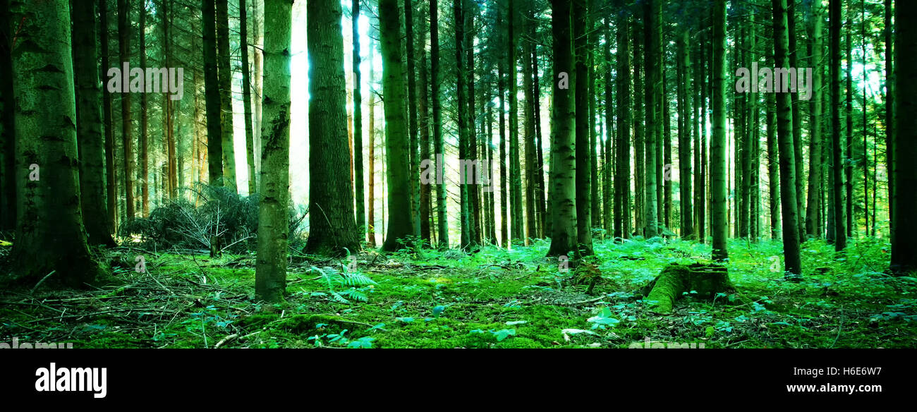 Natural, green conifer forest Stock Photo