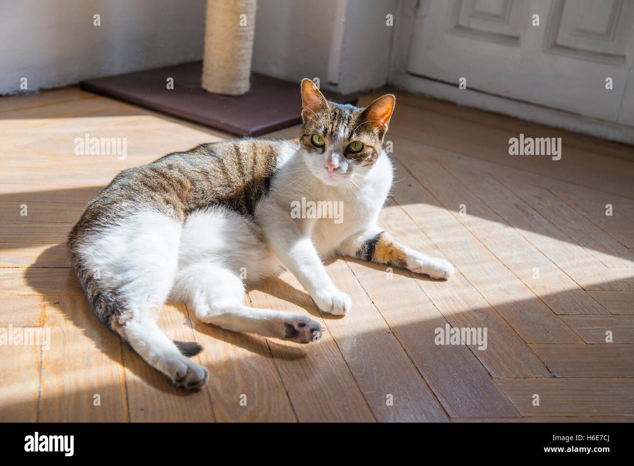 Tabby and white cat lying sunbathing at home Stock Photo - Alamy