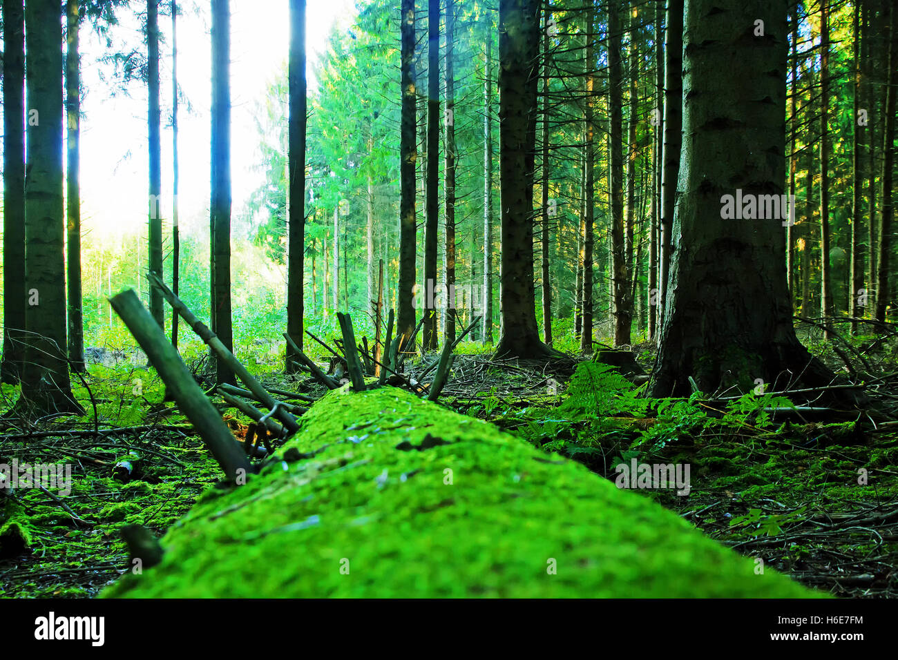 Natural green forest with tree trunk and moos on the floor Stock Photo