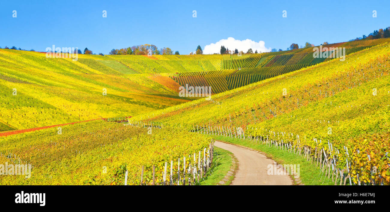 Idyllic vineyard in autumn Stock Photo