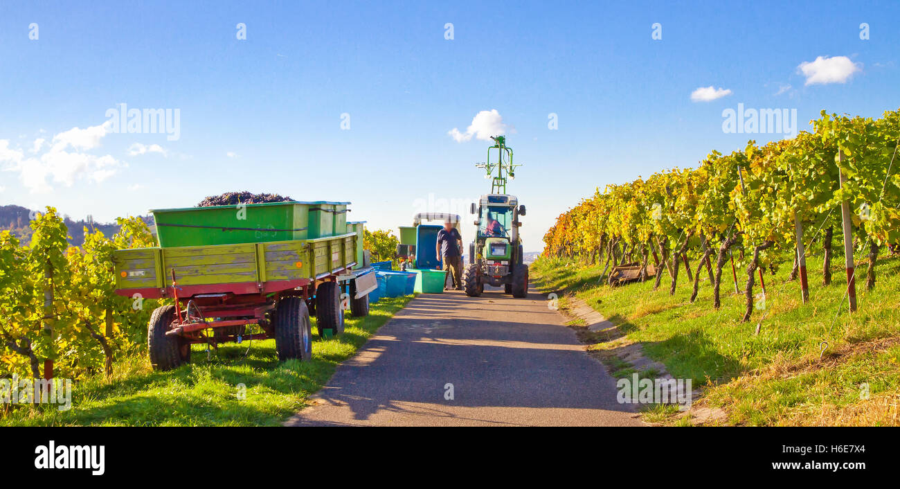 Harvesting grapes in a vineyard Stock Photo