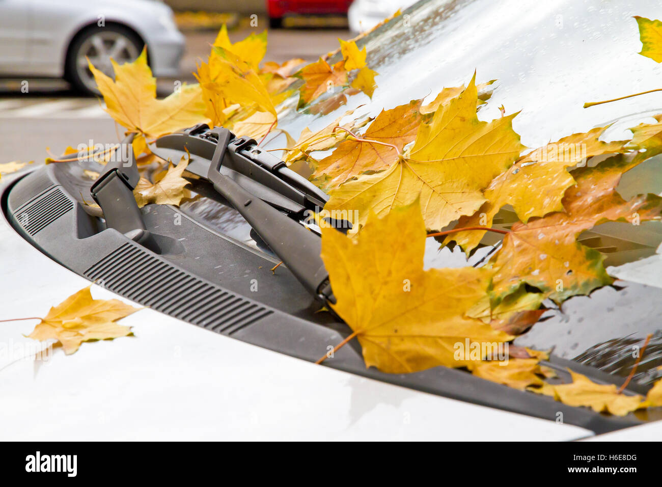 Windscreen of a car in autumn Stock Photo