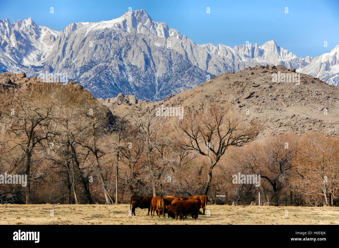 Mt. Whitney, Sierra Nevada Mountains, and Cows in the Foothills. Lone Pine, California, USA Stock Photo