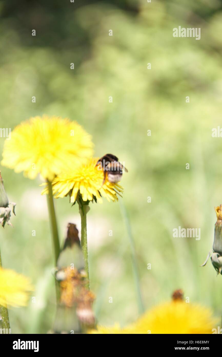Wet the bed and pissy beds hires stock photography and images Alamy