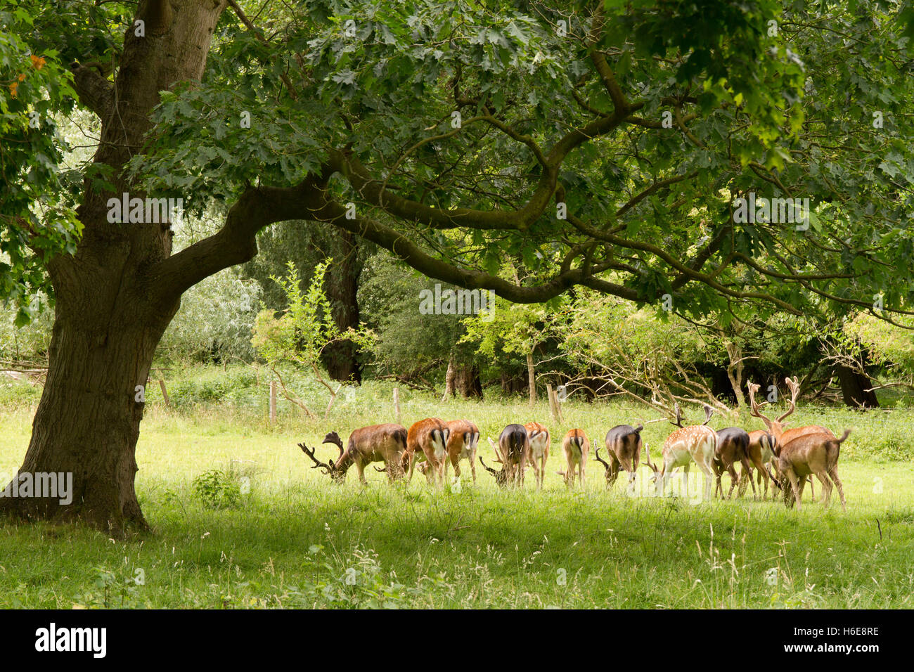 Deer in a park under an oak tree Stock Photo Alamy