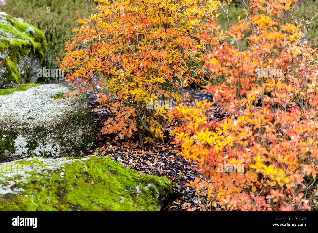 Redvein enkianthus, Enkianthus campanulatus, autumn colors Stock Photo