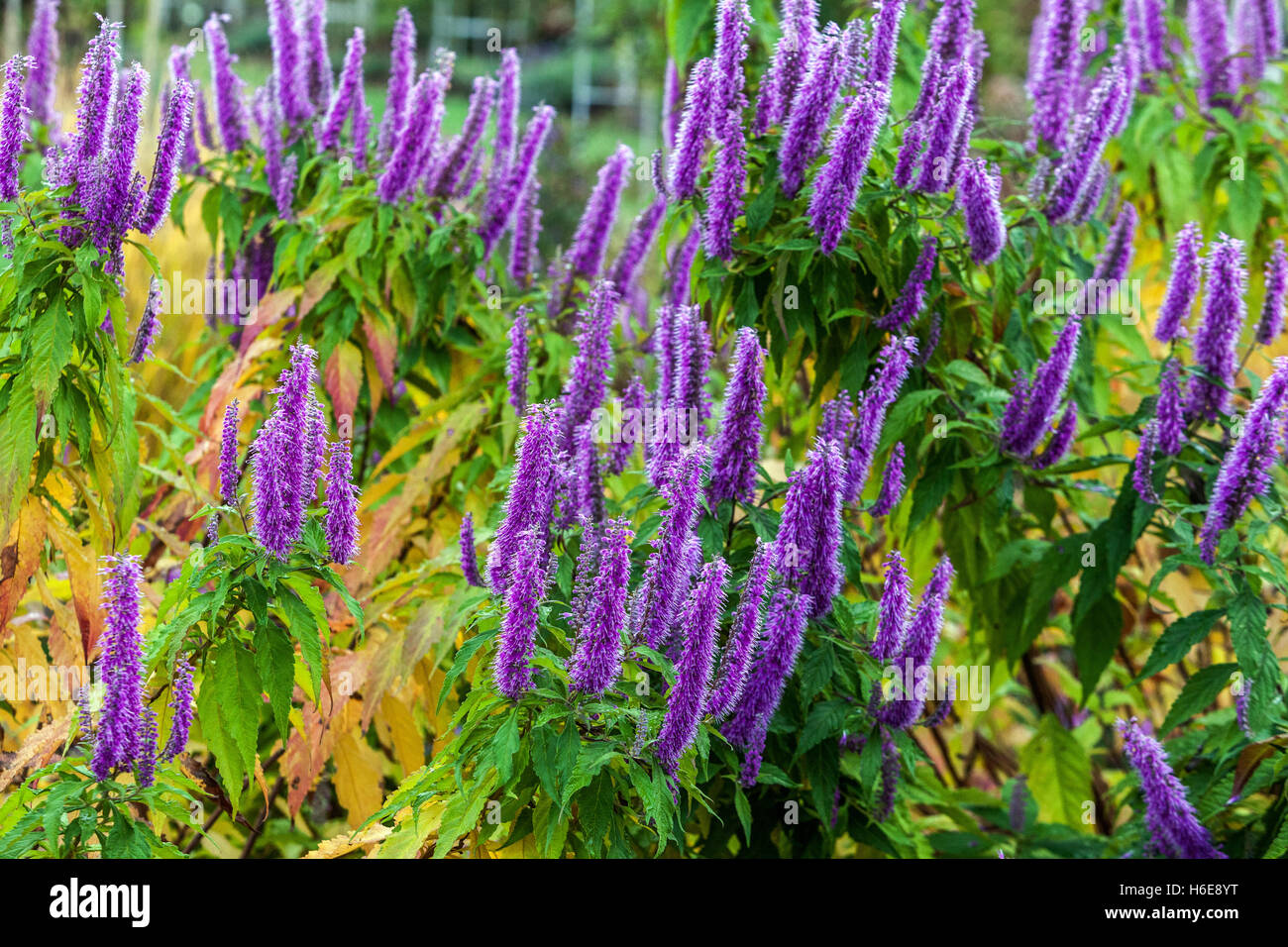Mint bush, Elsholtzia stauntonii, autumn colors Stock Photo