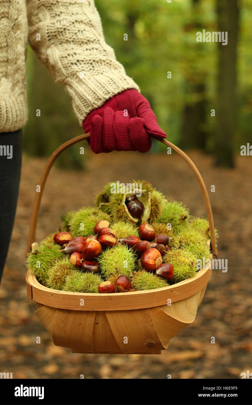 Freshly foraged sweet chestnuts (castanea sativa) are carried through an ancient English woodland on a fine October day, UK Stock Photo