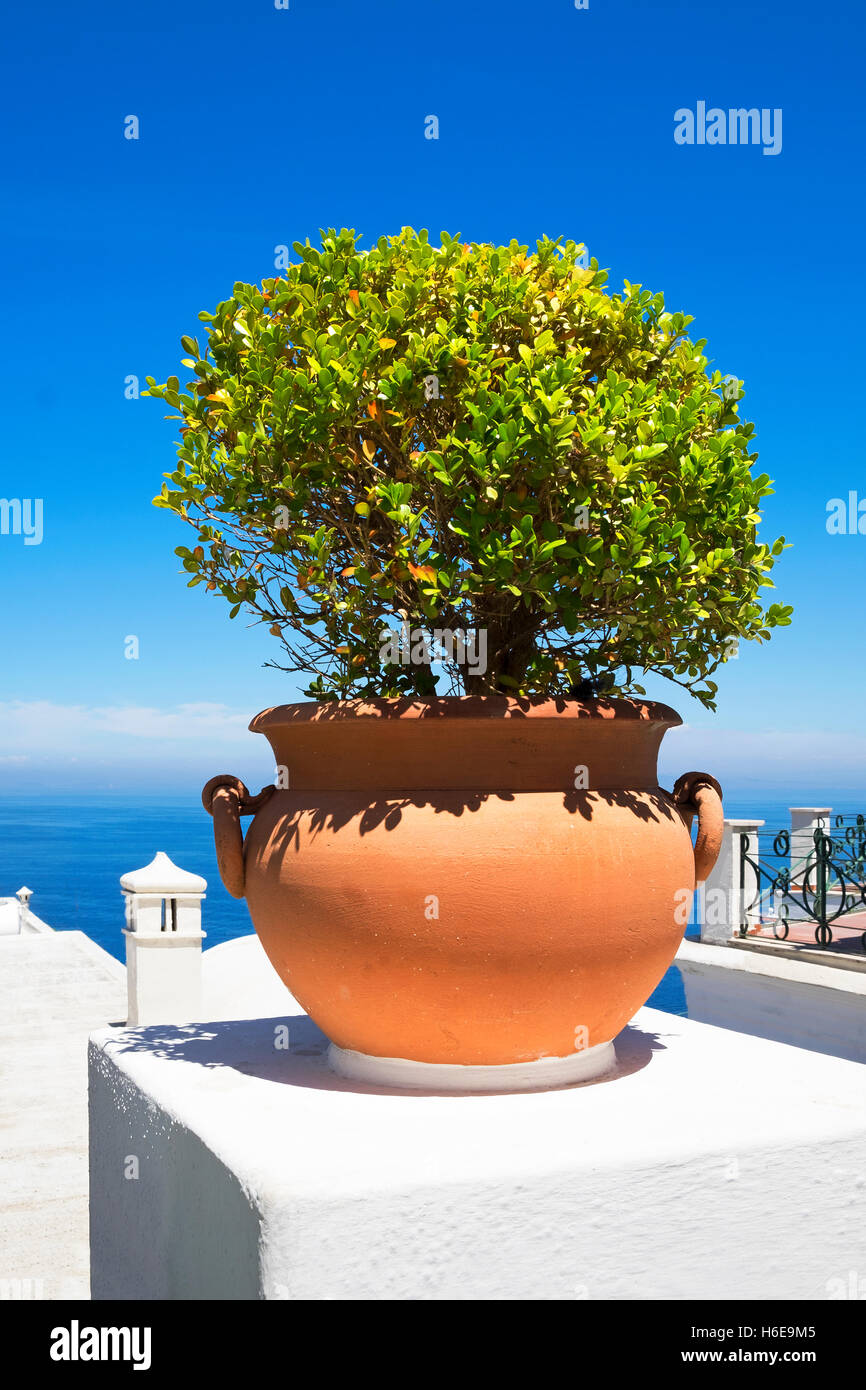 a potted box plant on the island of Capri, Italy Stock Photo