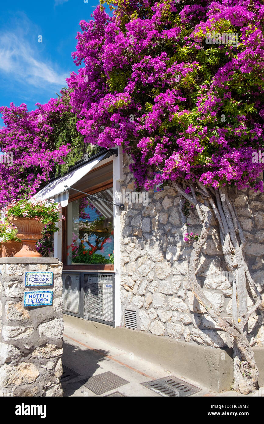 building covered in trailing Bougainvillea flowers on the island of Capri, Italy Stock Photo