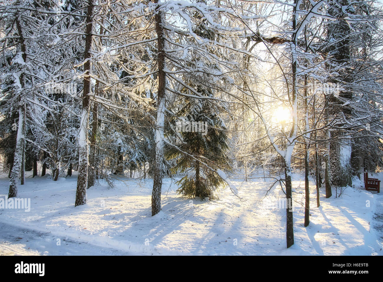 winter forest landscape sunlight snow Stock Photo - Alamy