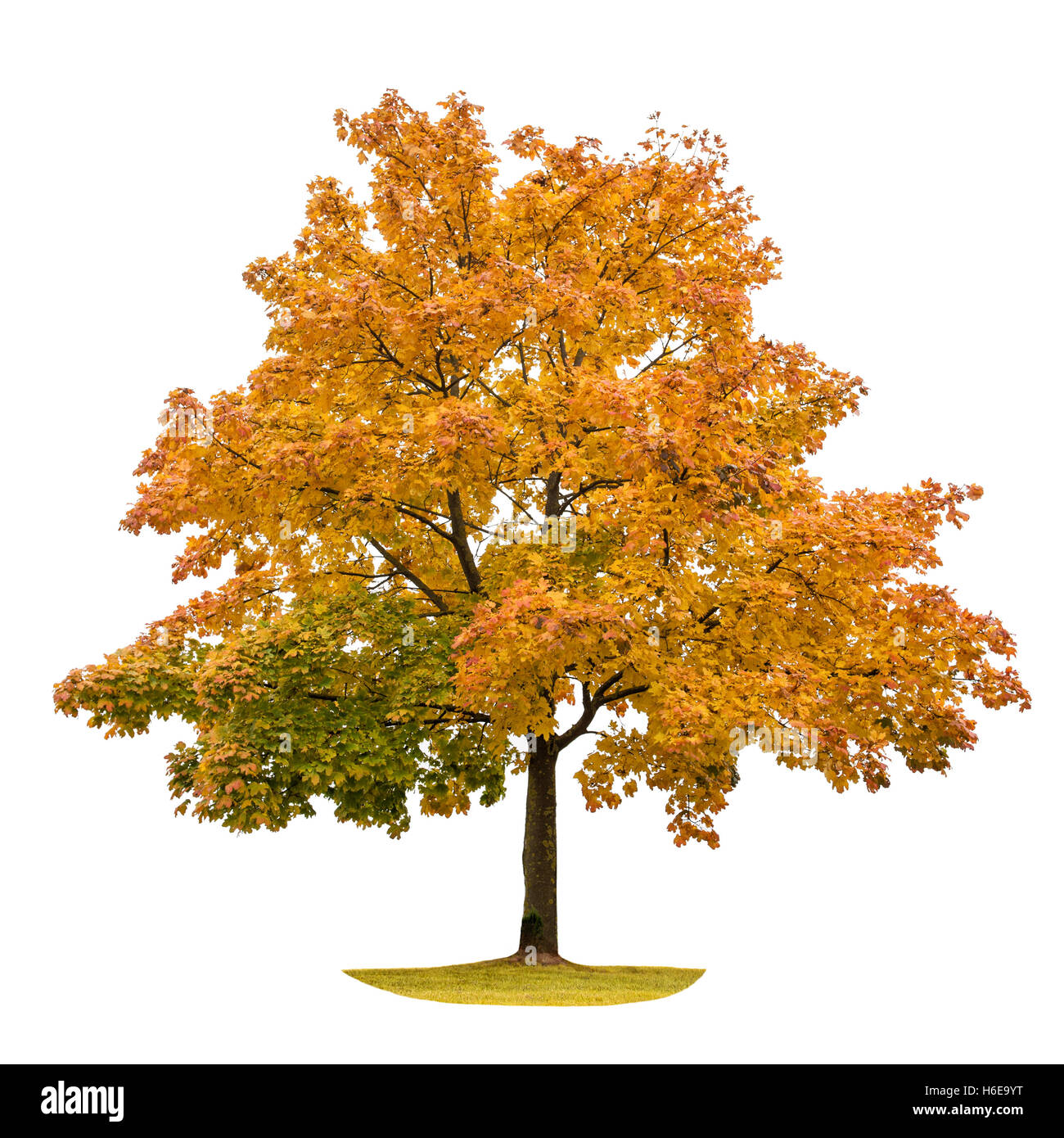Autumn maple tree isolated on white background. Yellow red green leaves. Nature object Stock Photo
