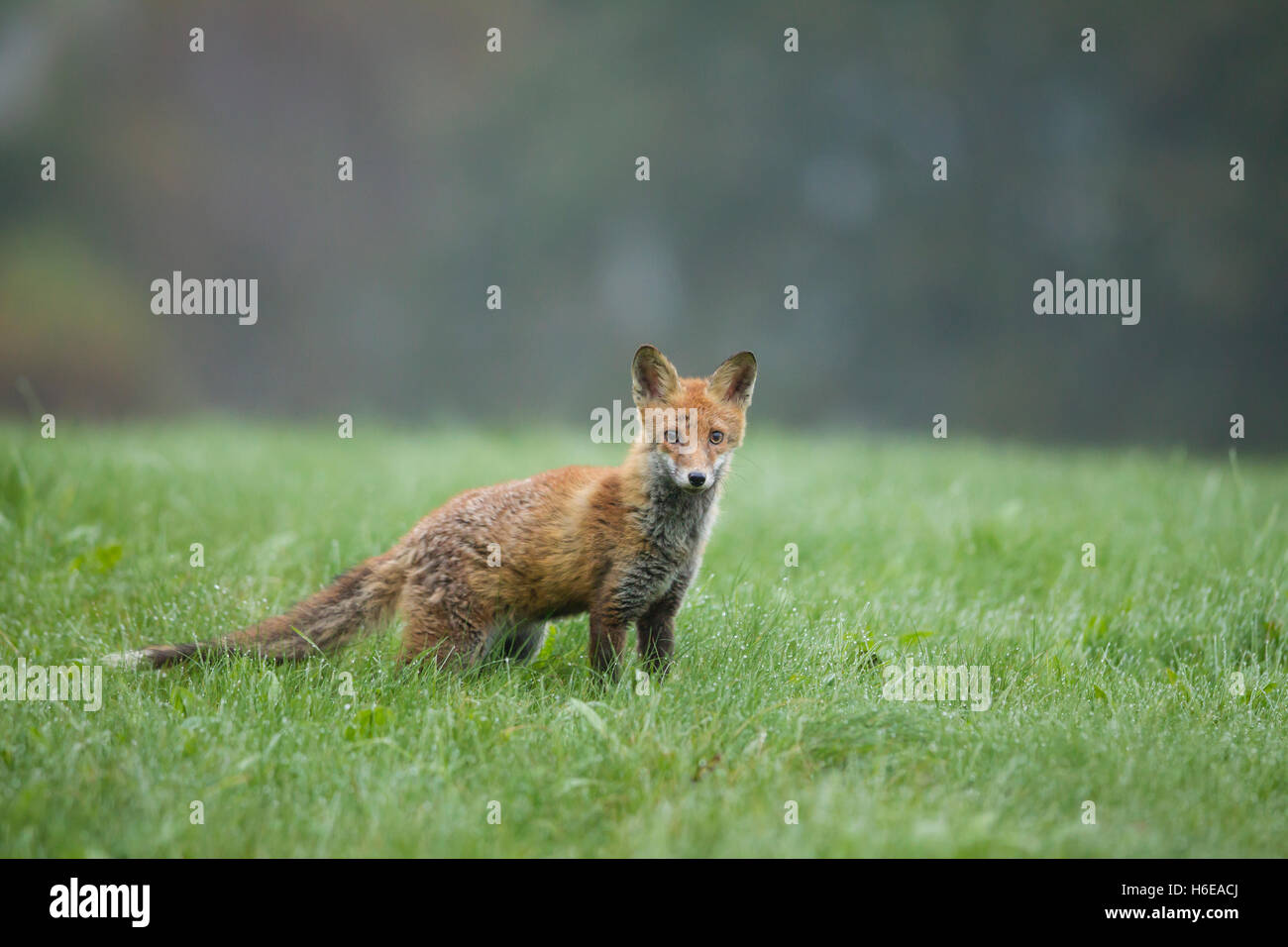 Rotfuchs, Vulpes vulpes, red fox Stock Photo