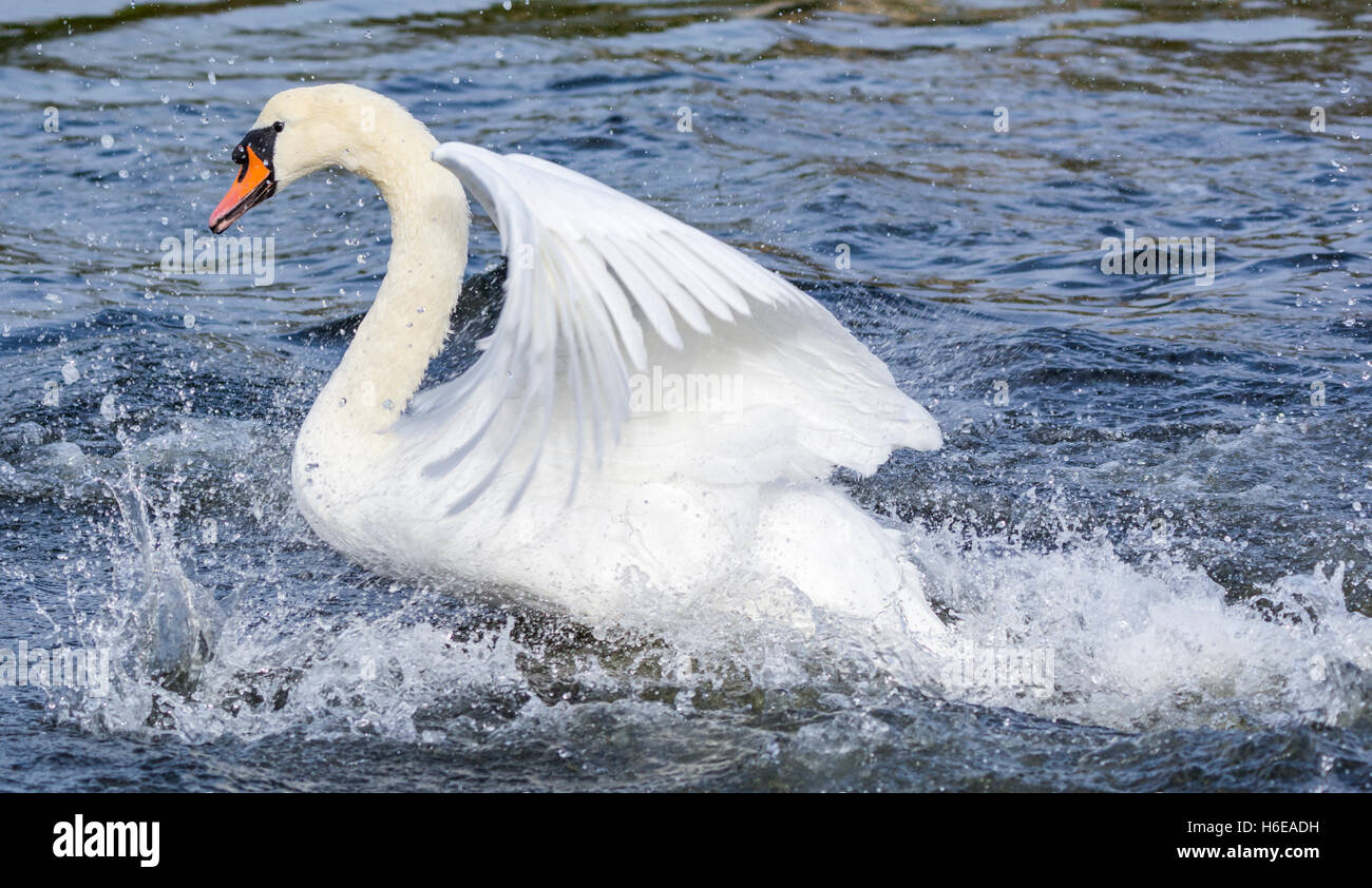 White Mute Swan (Cygnus olor) taking off from water in the UK. Stock Photo