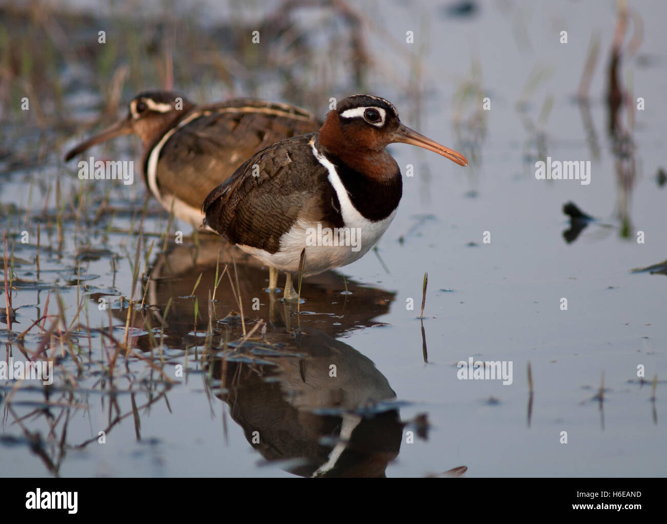 Snipe, Greater Painted, pair, Rostratula benghalensis Stock Photo Alamy