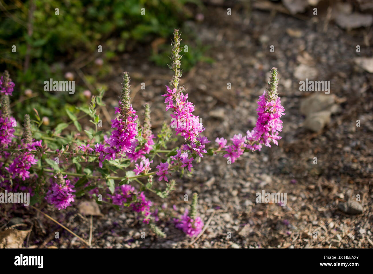Beautiful fresh flowers in nature background Stock Photo Alamy