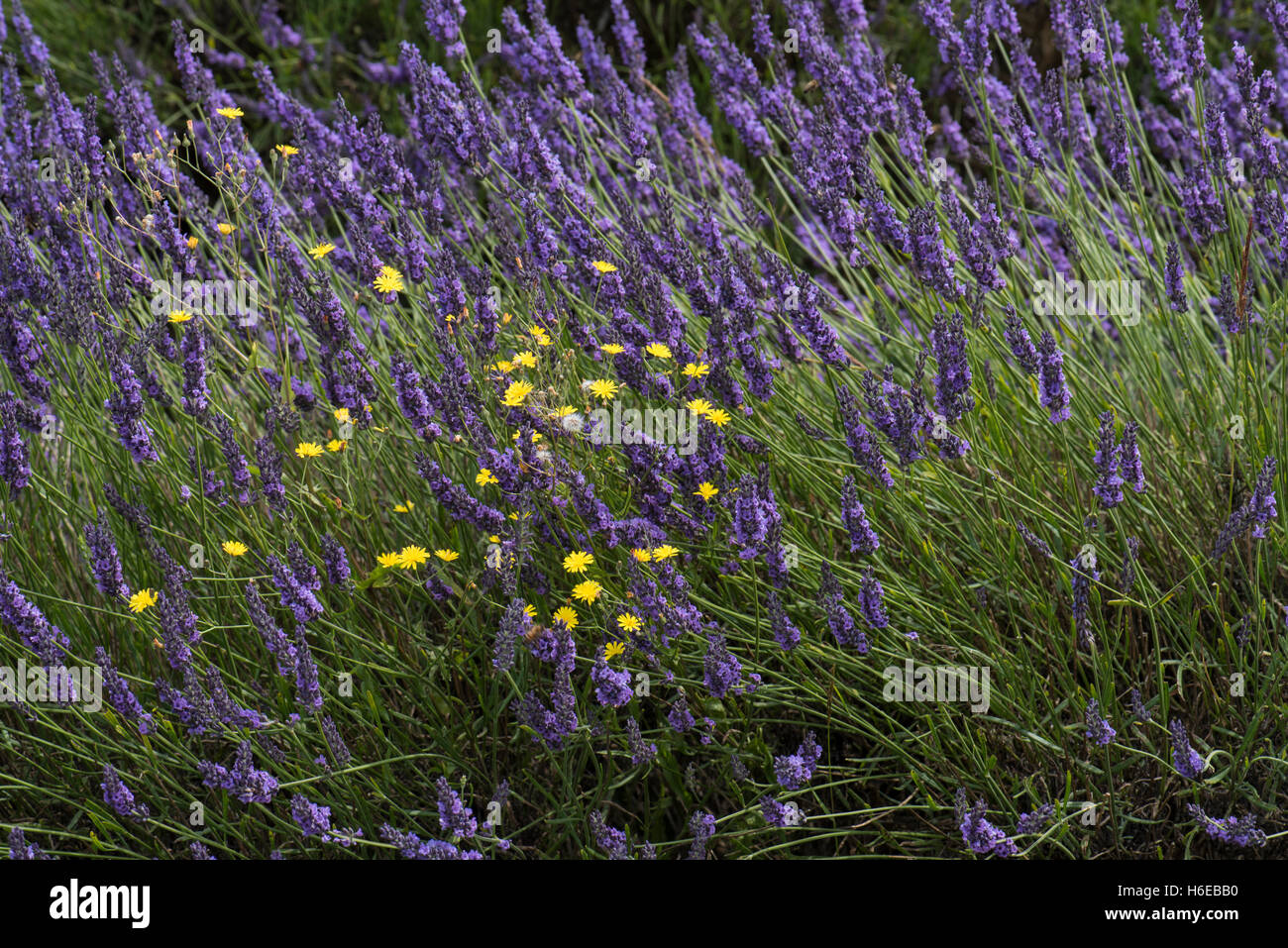 Lavandula anguvstifolia, Lavender in cultivation, Banstead, Surrey, UK. July. Stock Photo