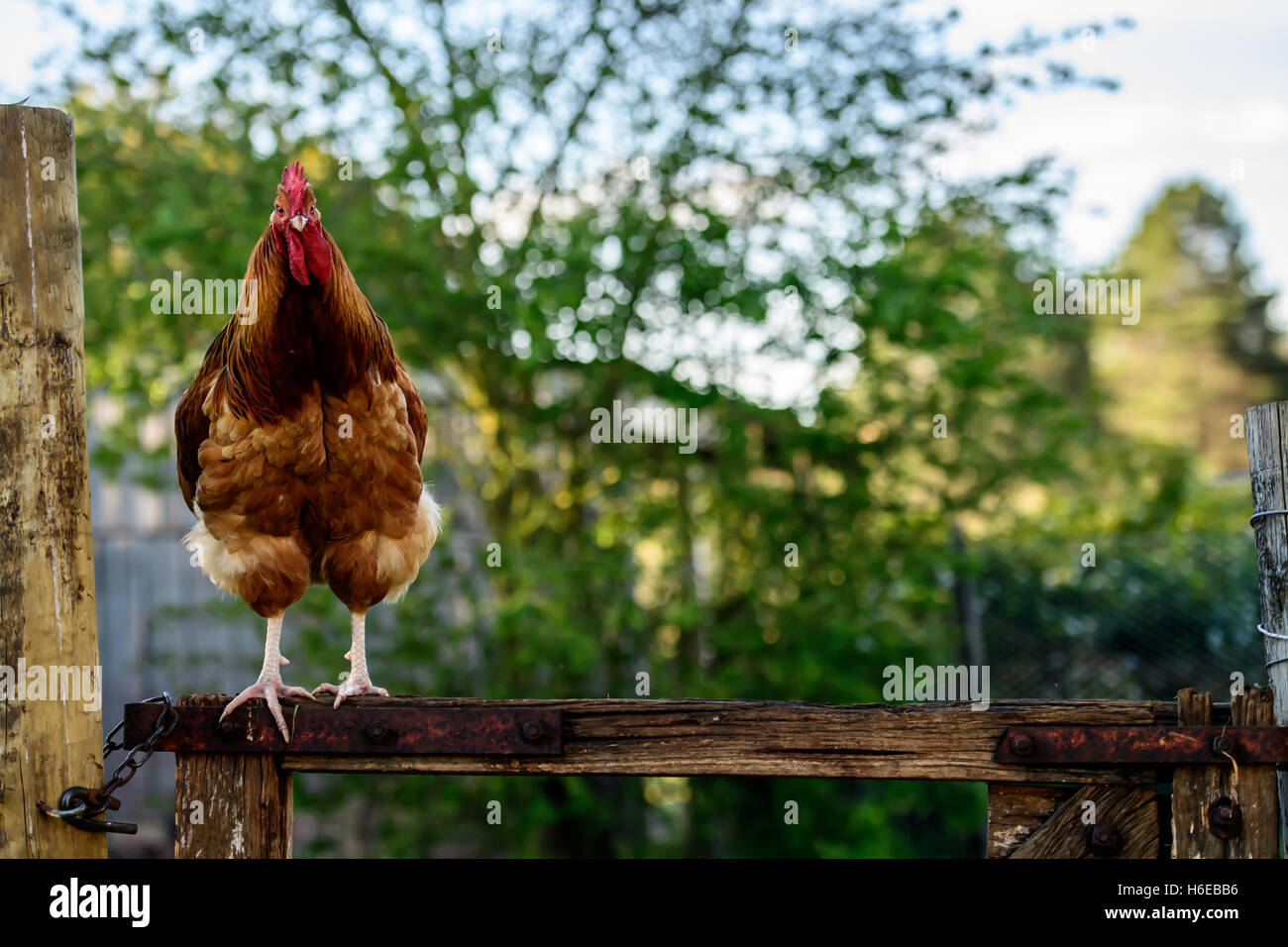 Cockerel sitting on a gate Stock Photo