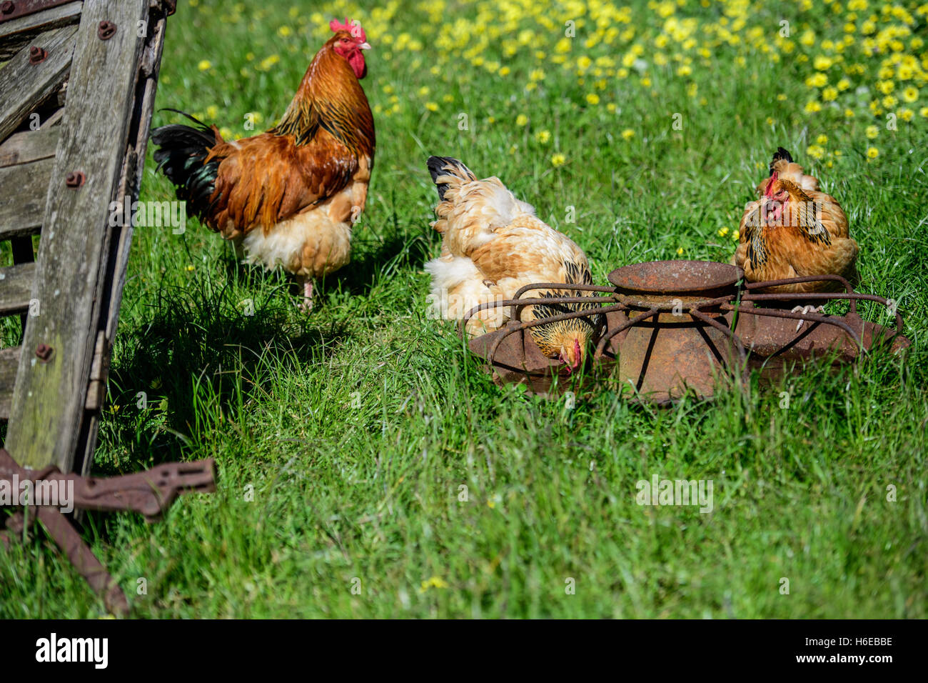 Free range chickens around the hen house Stock Photo Alamy