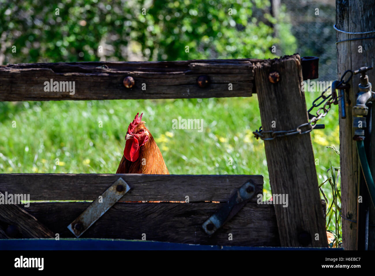 Free range chickens around the hen house Stock Photo Alamy