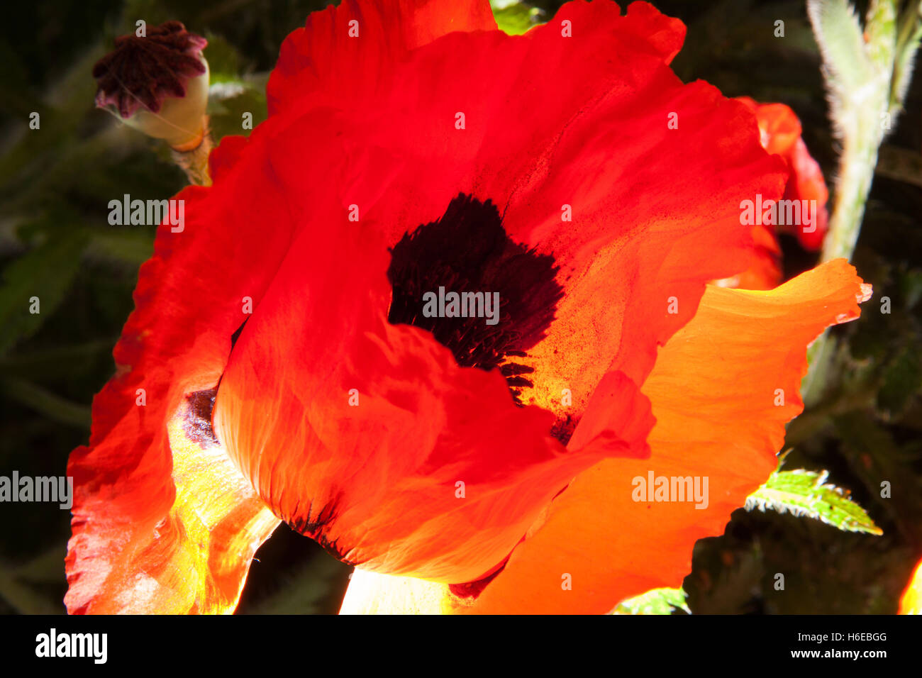 Abstract photograph of a poppy flower, Papaveroideae of the family Papaveraceae, strong back lighting, orange yellow black white Stock Photo
