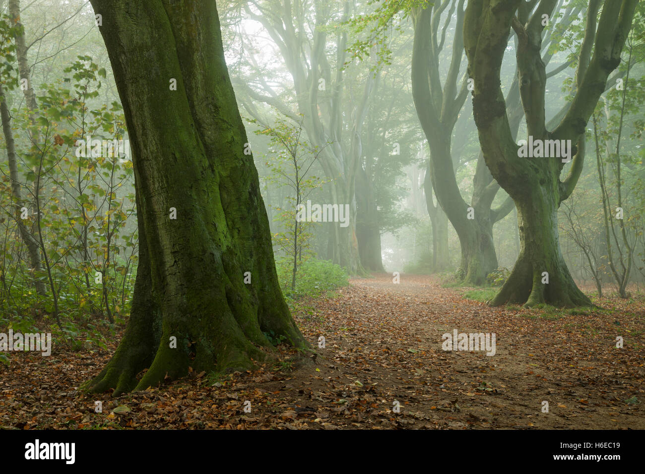 Misty autumn morning in Stanmer Park, East Sussex, England. South Downs National Park. Stock Photo