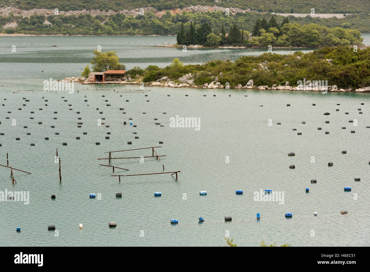 A mussel farm in the sea at Drace   on the Peljesac Peninsula Croatiashowing the bouys and markers where the mussels are growing Stock Photo