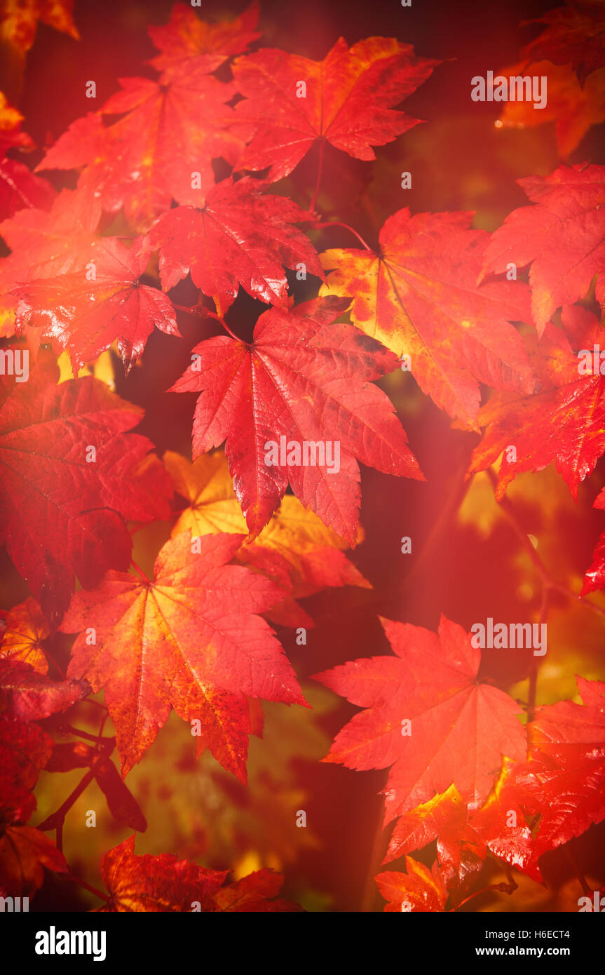 Autumn at Westonbirt Arboretum - abstract leaf design Stock Photo