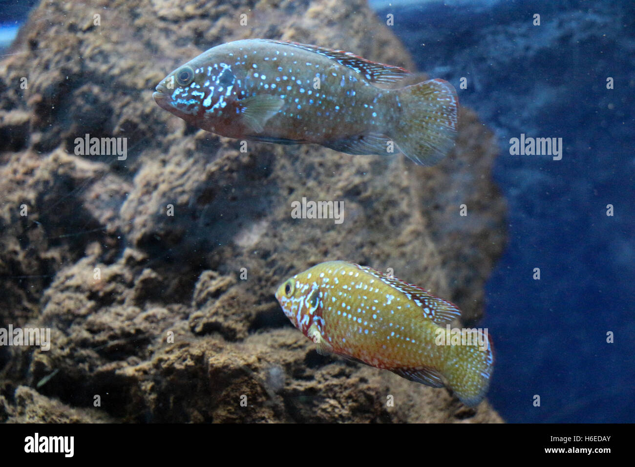 Beautiful colorful fish swims in the aquarium envıronment Stock Photo ...