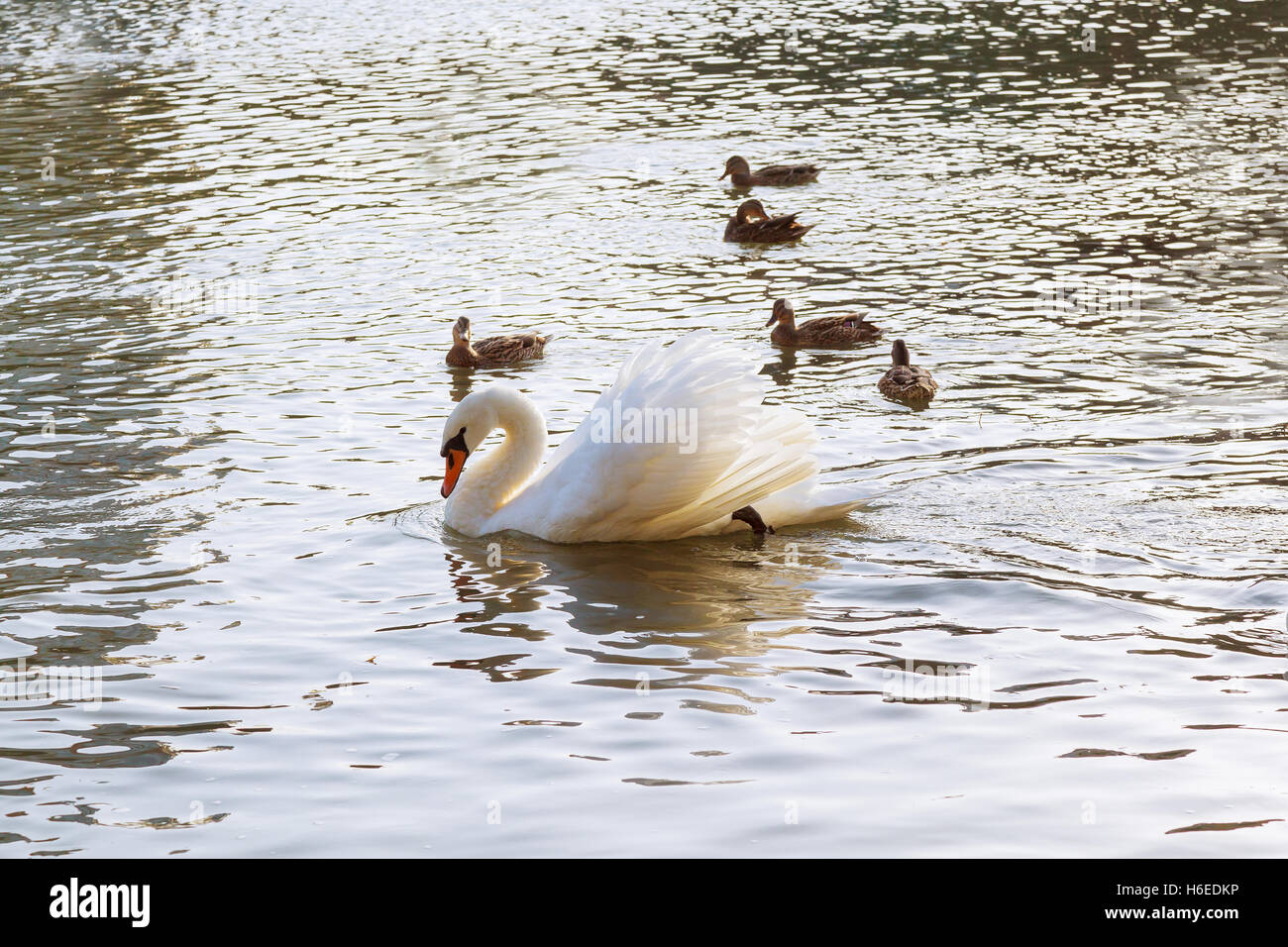 White swan floating on the water surface of the river Stock Photo - Alamy