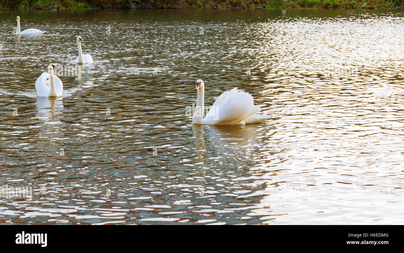 Swan on the river White swans in the water. Stock Photo