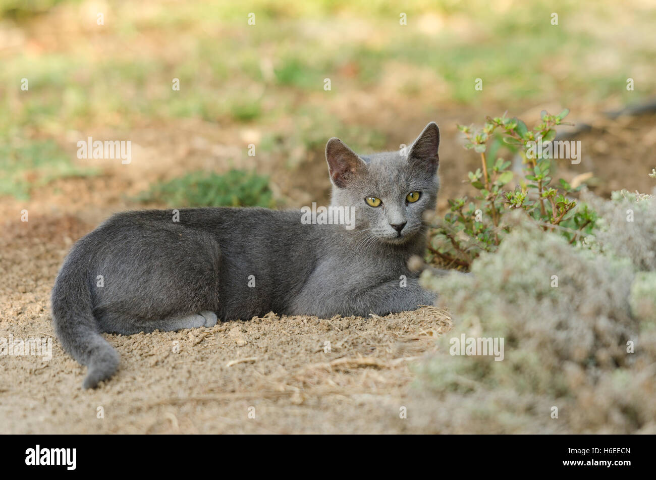 Stray Cat Cyprus Stock Photo