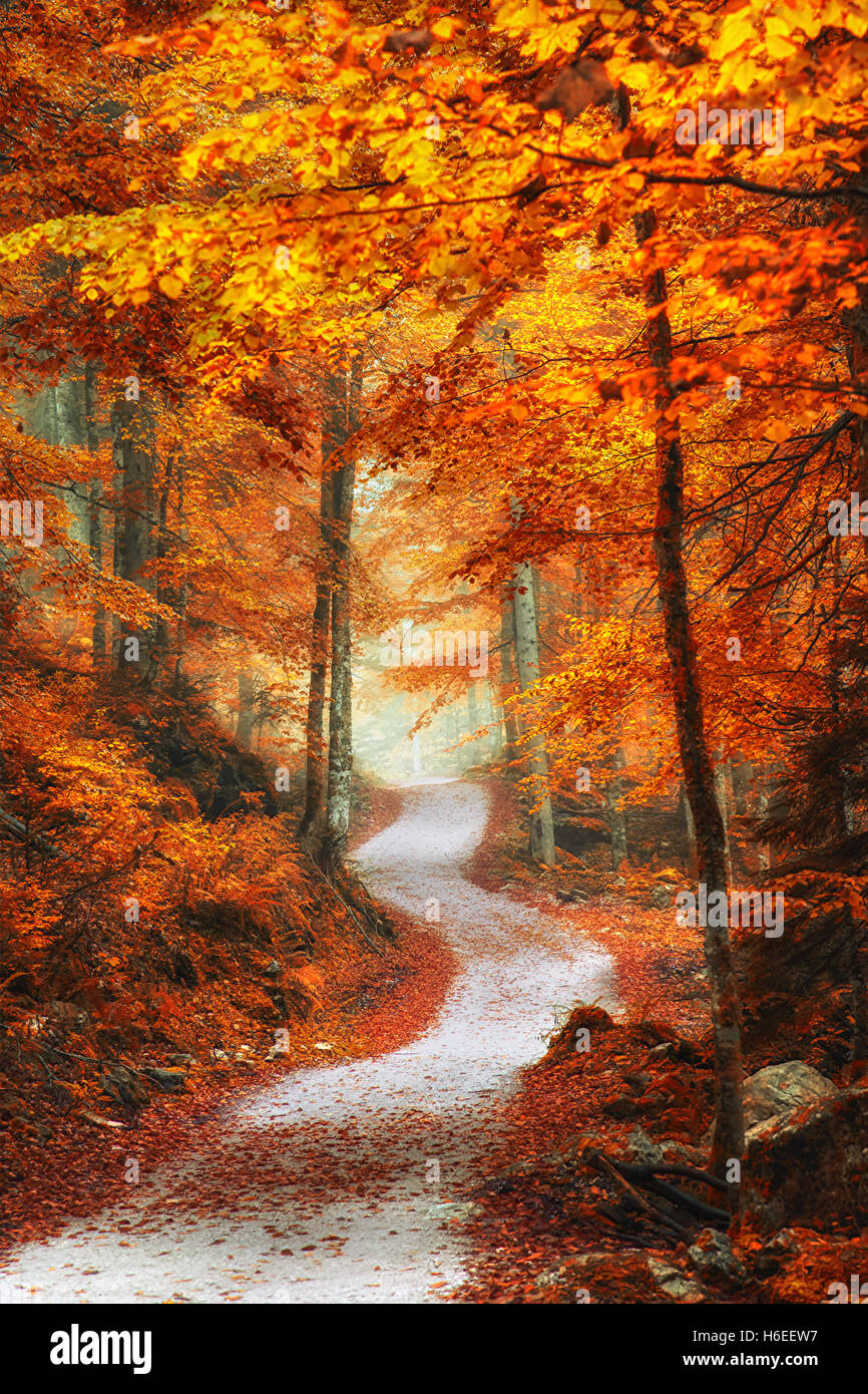 A path in the forest leads through autumn colored trees. The colors are ...