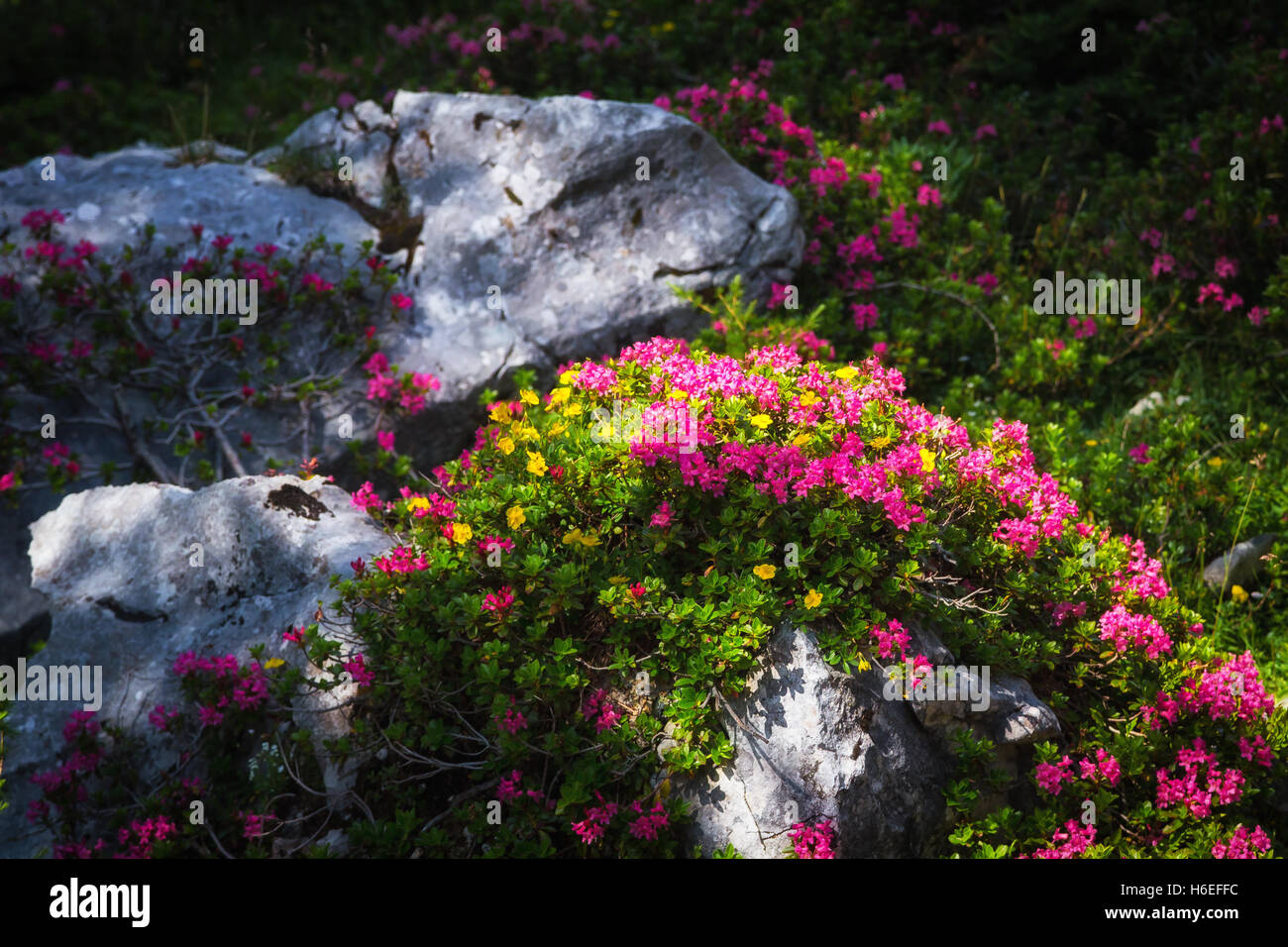 Alpine roses flower on a sunny spot on the rocks. Stock Photo